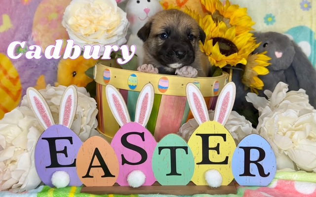 Cadbury