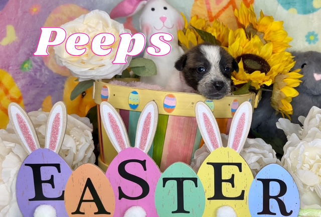 Peeps