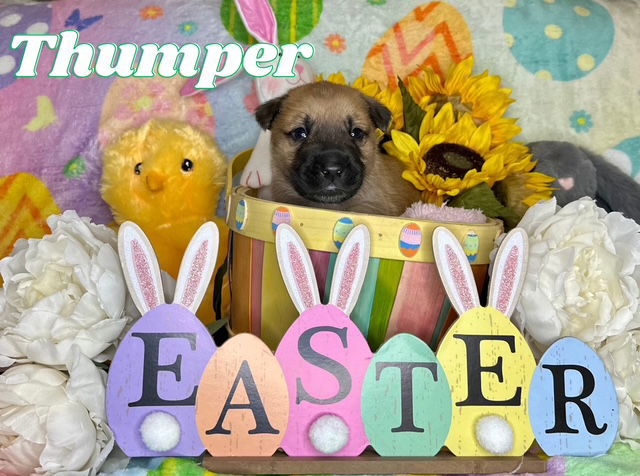 Thumper