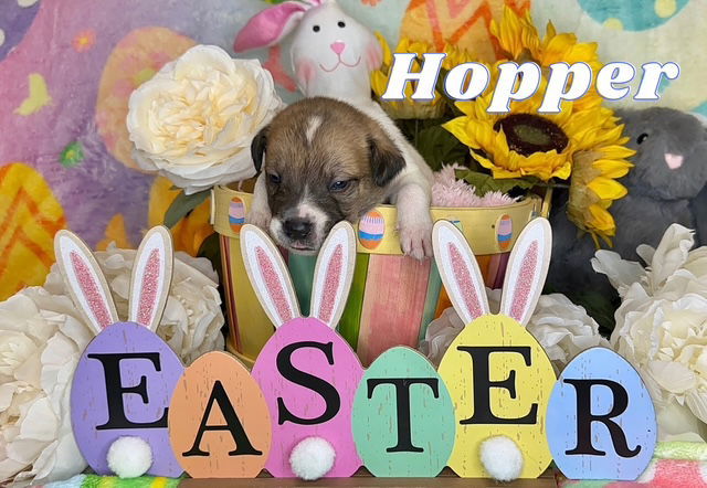 Hoppy