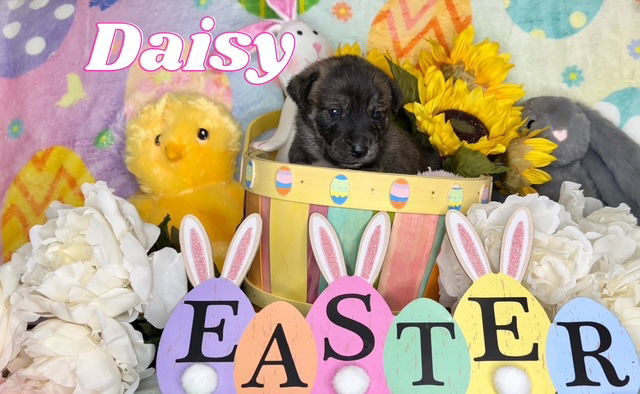 Daisy