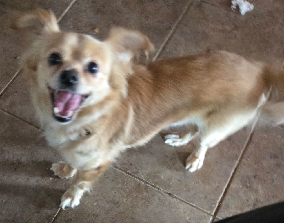 Jerry, an adoptable Papillon in San Antonio, TX, 78251 | Photo Image 1
