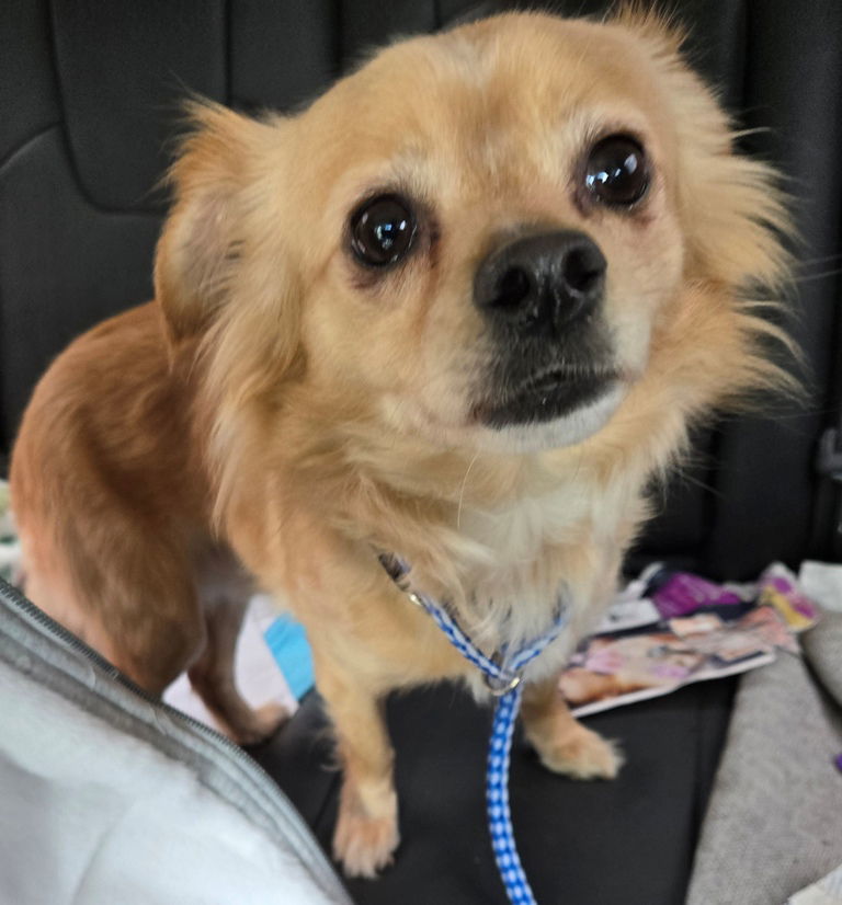 Jerry, an adoptable Papillon in San Antonio, TX, 78251 | Photo Image 2
