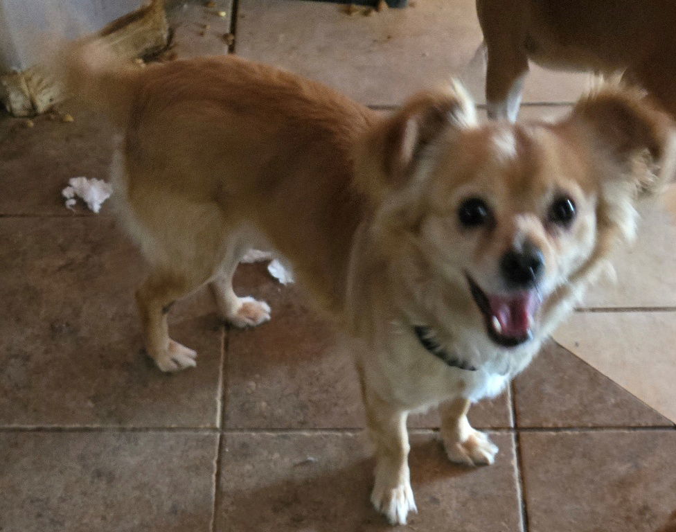 Jerry, an adoptable Papillon in San Antonio, TX, 78251 | Photo Image 3