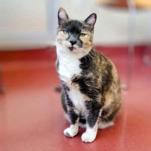 Video Available Hello my name is Najah an 8-year-old large-sized spayed female domestic shorth