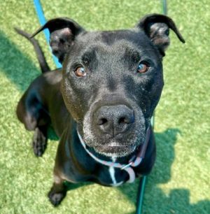 Enzo, Adult Male Pit Bull Terrier