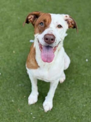 Marie, Adult Female Mixed Breed