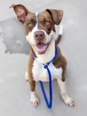 Dezzy- Adopted TA Mixed Breed Dog