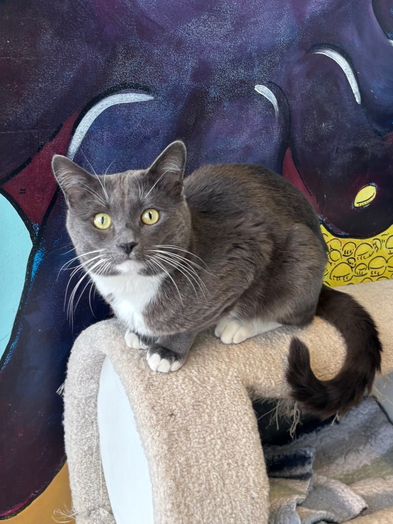Tankeh, an adoptable Domestic Short Hair in Winnipeg, MB, R3H 0M1 | Photo Image 1