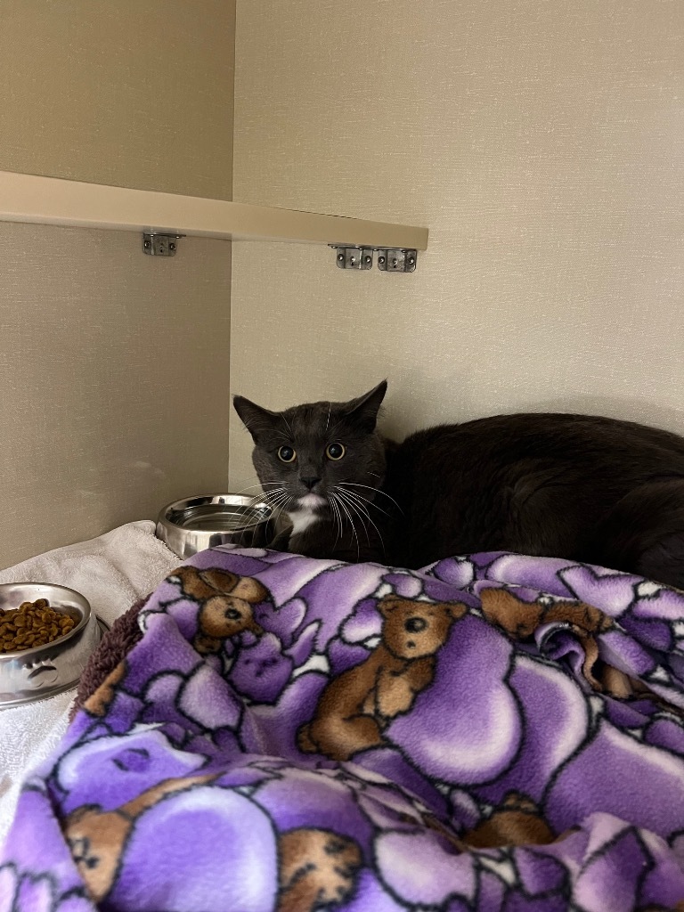 Tankeh, an adoptable Domestic Short Hair in Winnipeg, MB, R3H 0M1 | Photo Image 2