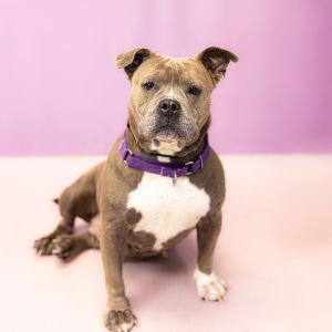 Pen 162 Sheba Pit Bull Terrier Dog