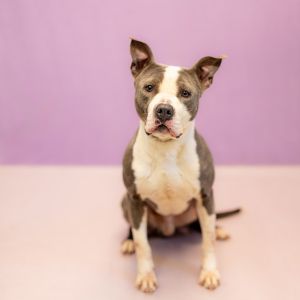Primary Color Grey Secondary Color White Weight 507lbs Age 3yrs 1mths 1wks Animal has been Neut