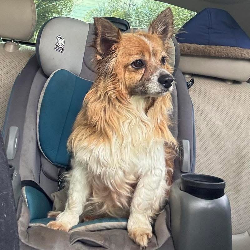 Lukus, an adoptable Pembroke Welsh Corgi, Papillon in Richmond, KY, 40475 | Photo Image 1