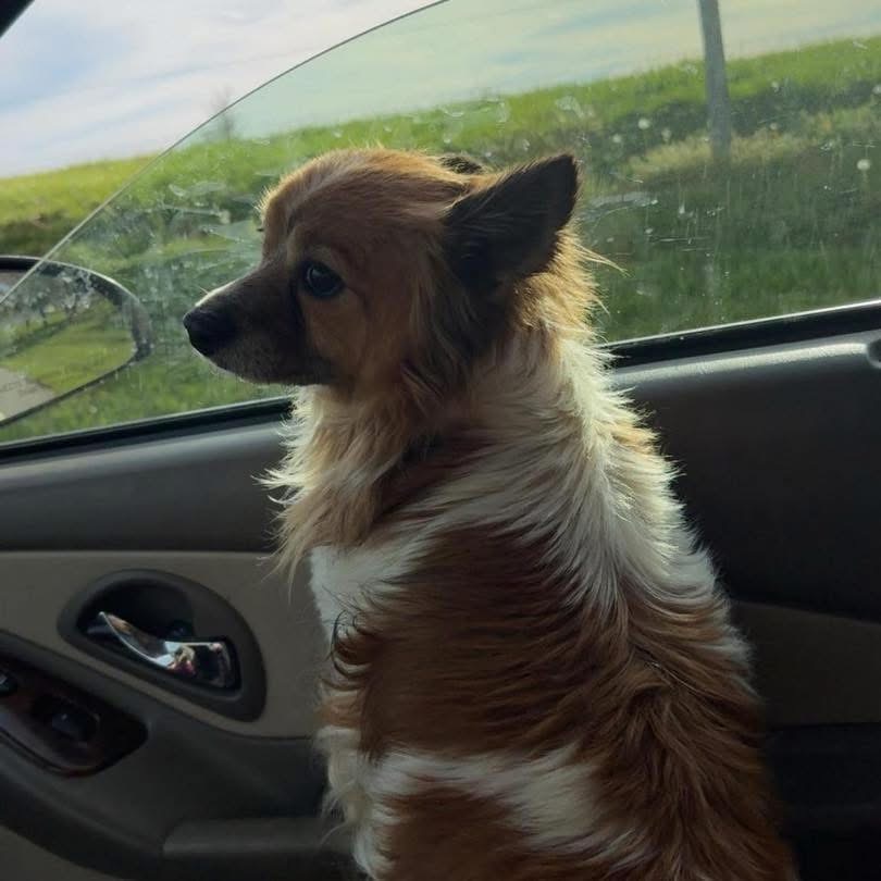 Lukus, an adoptable Pembroke Welsh Corgi, Papillon in Richmond, KY, 40475 | Photo Image 2