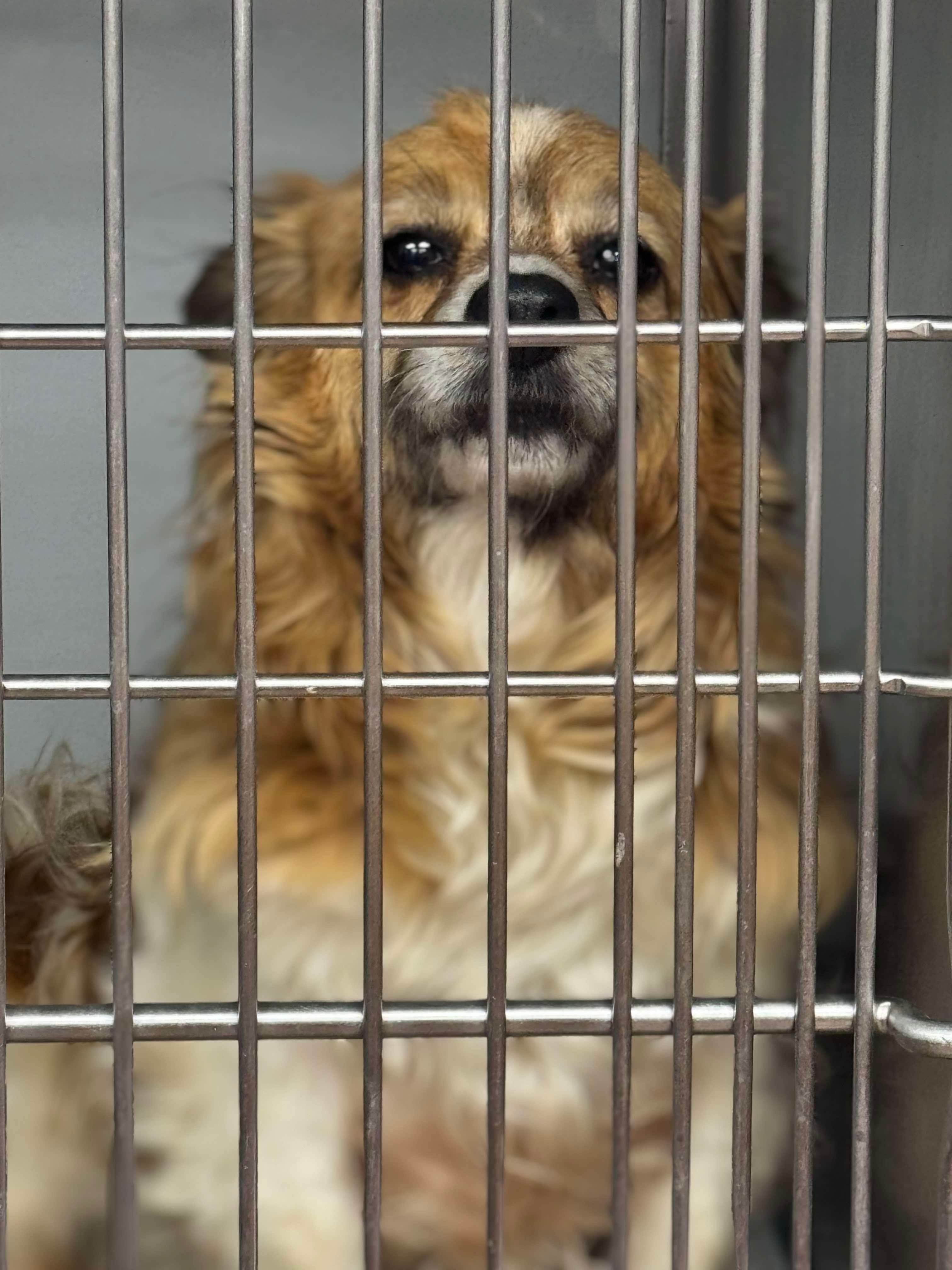 Lukus, an adoptable Pembroke Welsh Corgi, Papillon in Richmond, KY, 40475 | Photo Image 4