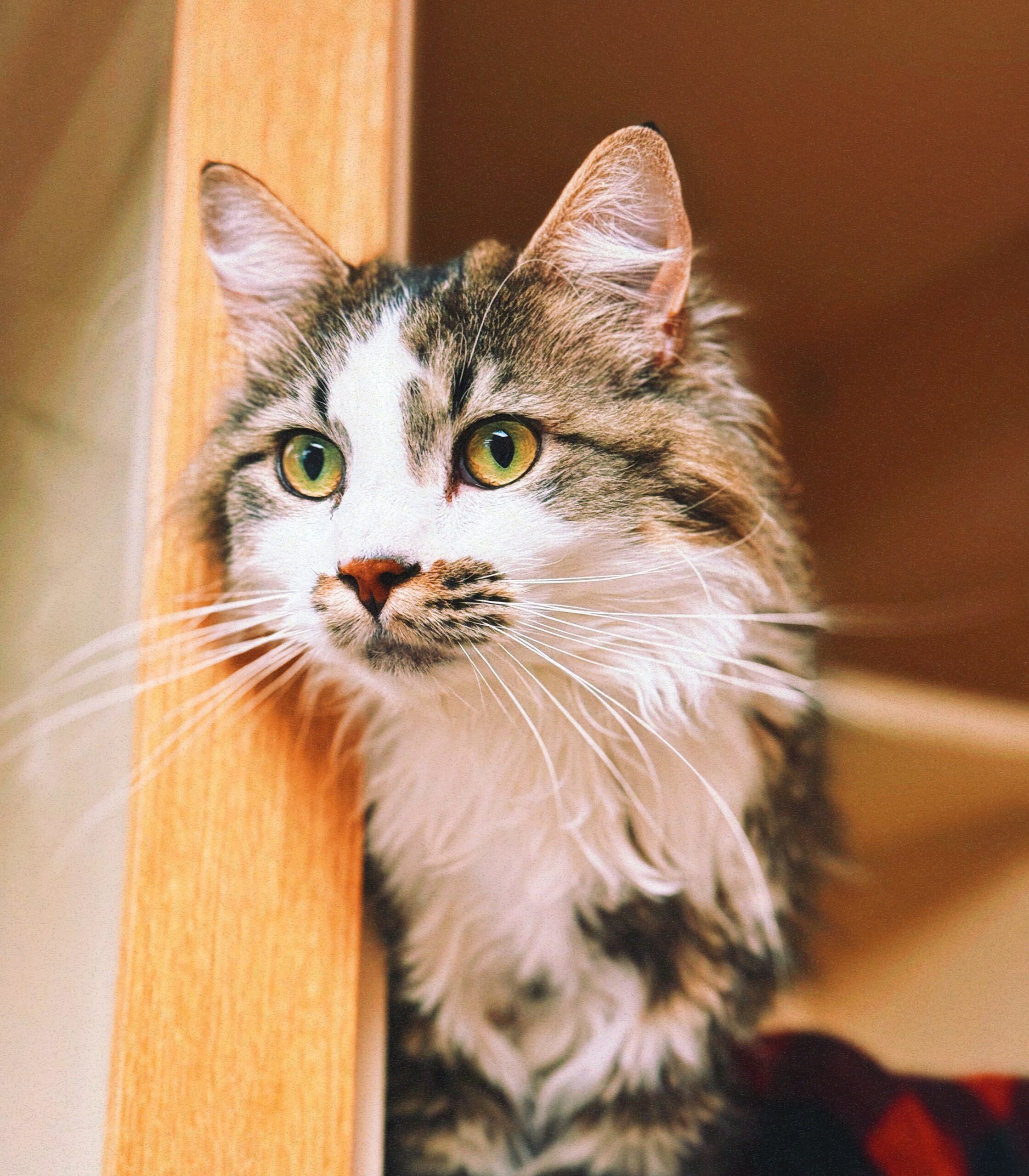 Dewey, an adoptable Domestic Long Hair in Hays, KS, 67601 | Photo Image 1