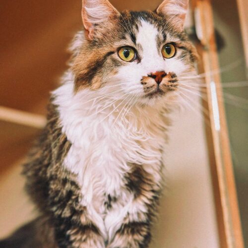 Dewey, an adoptable Domestic Long Hair in Hays, KS, 67601 | Photo Image 2