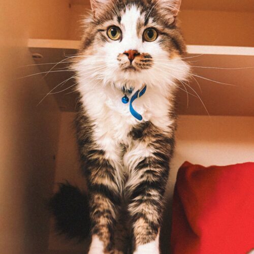 Dewey, an adoptable Domestic Long Hair in Hays, KS, 67601 | Photo Image 3