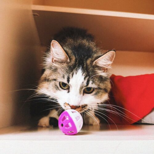 Dewey, an adoptable Domestic Long Hair in Hays, KS, 67601 | Photo Image 4