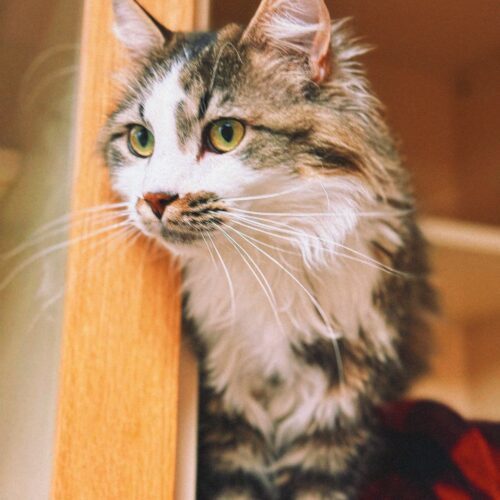 Dewey, an adoptable Domestic Long Hair in Hays, KS, 67601 | Photo Image 5