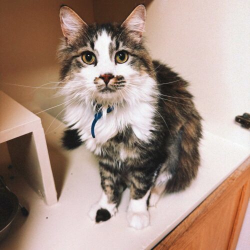 Dewey, an adoptable Domestic Long Hair in Hays, KS, 67601 | Photo Image 6
