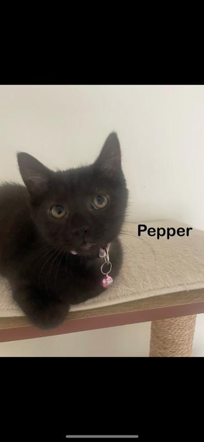 Pepper
