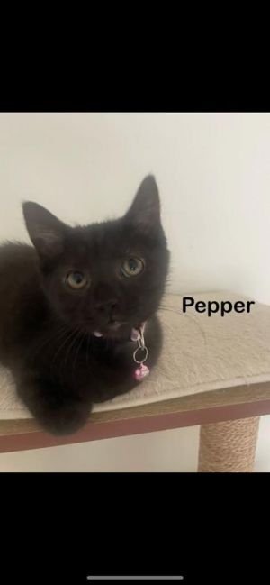 Pepper, Baby Female unknown