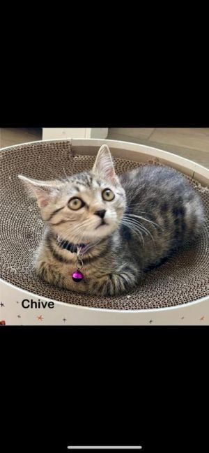 Chive, Baby Female unknown