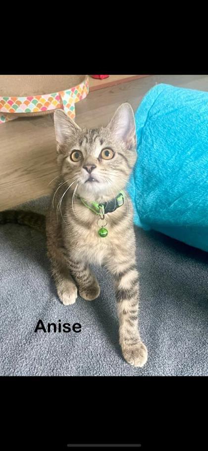 Anise