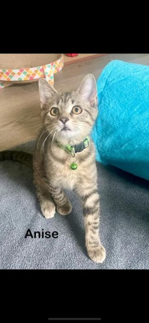 Anise, Baby Female unknown