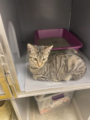 Bonnie, Baby Female Domestic Short Hair