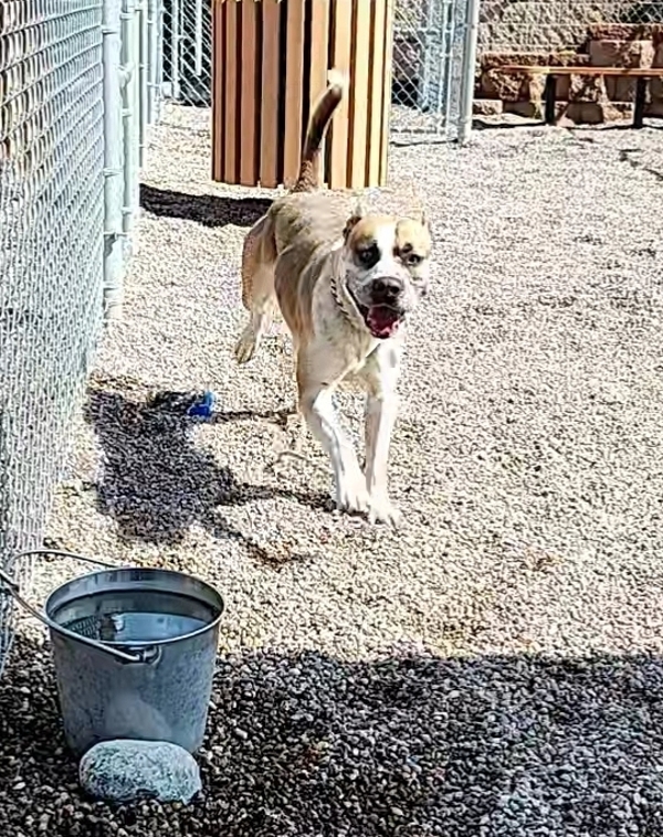 Roscoe