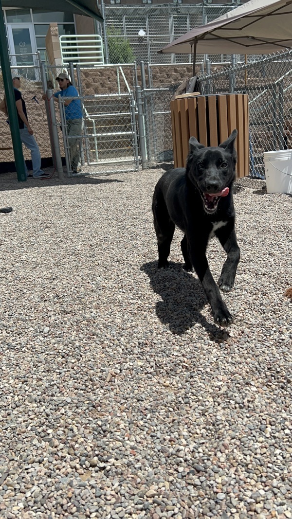 Kali