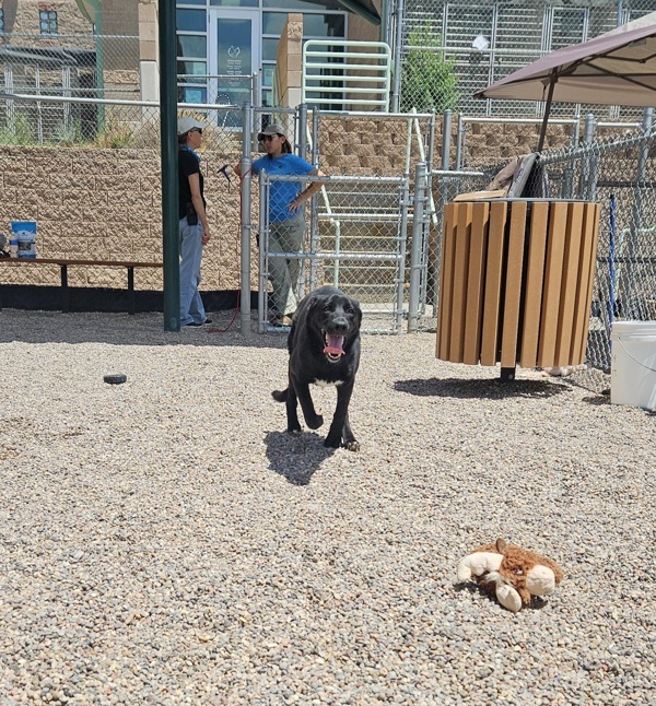 Kali