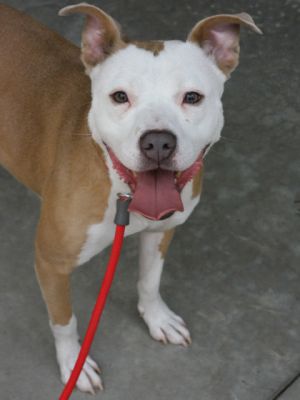ANGEL MIST is a spunky compact bundle of love who literally leapt into a volunteers arms-talk abou