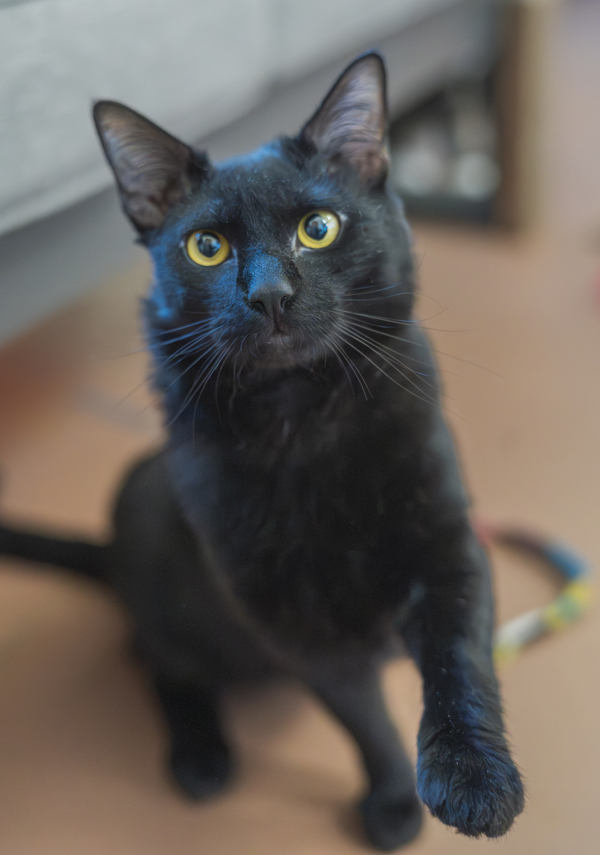 Rocky Balboa, an adoptable Domestic Short Hair in Kennewick, WA, 99336 | Photo Image 1