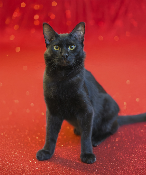 Rocky Balboa, an adoptable Domestic Short Hair in Kennewick, WA, 99336 | Photo Image 2