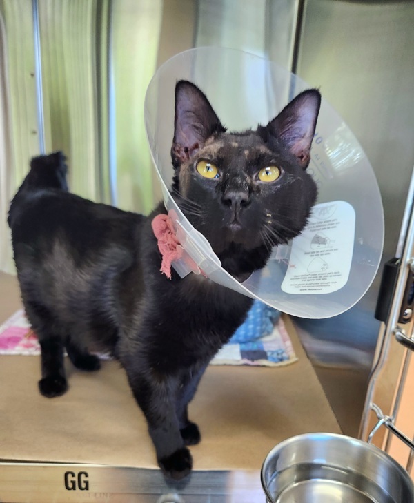 Rocky Balboa, an adoptable Domestic Short Hair in Kennewick, WA, 99336 | Photo Image 3