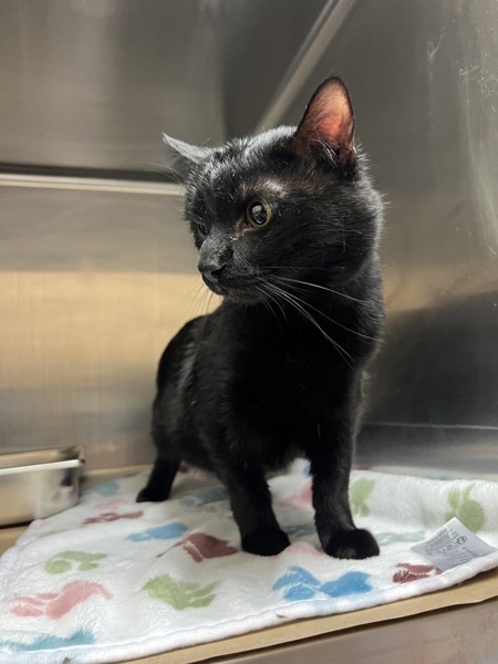 Rocky Balboa, an adoptable Domestic Short Hair in Kennewick, WA, 99336 | Photo Image 4