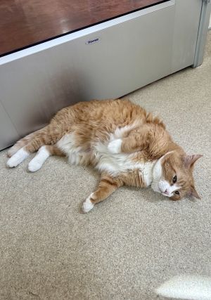 Ginger