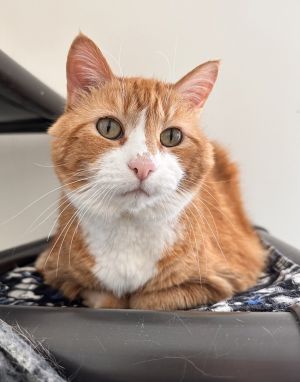 Ginger