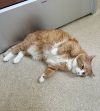 Ginger