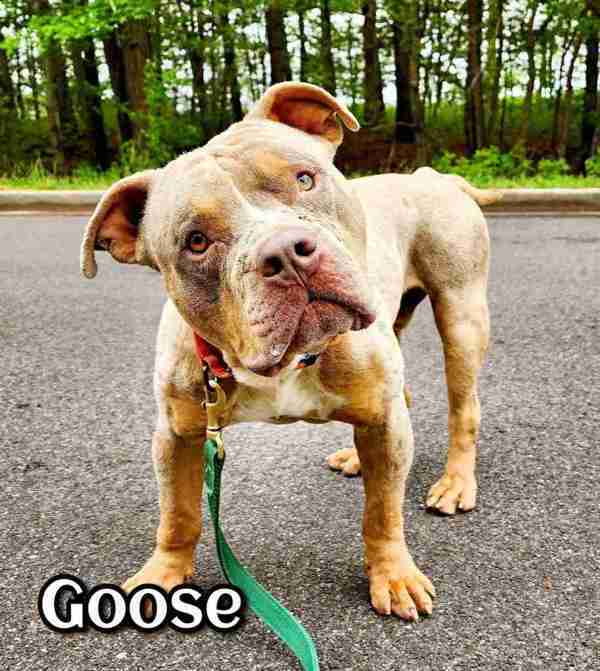 Goose