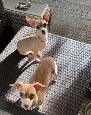 Thank you for checking out my bio please check back for an update My foster will update my informa