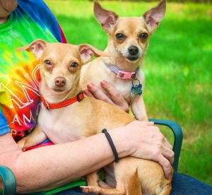 Pinky Jean - Bonded Pair - Tiny Tippy, Adult Female unknown