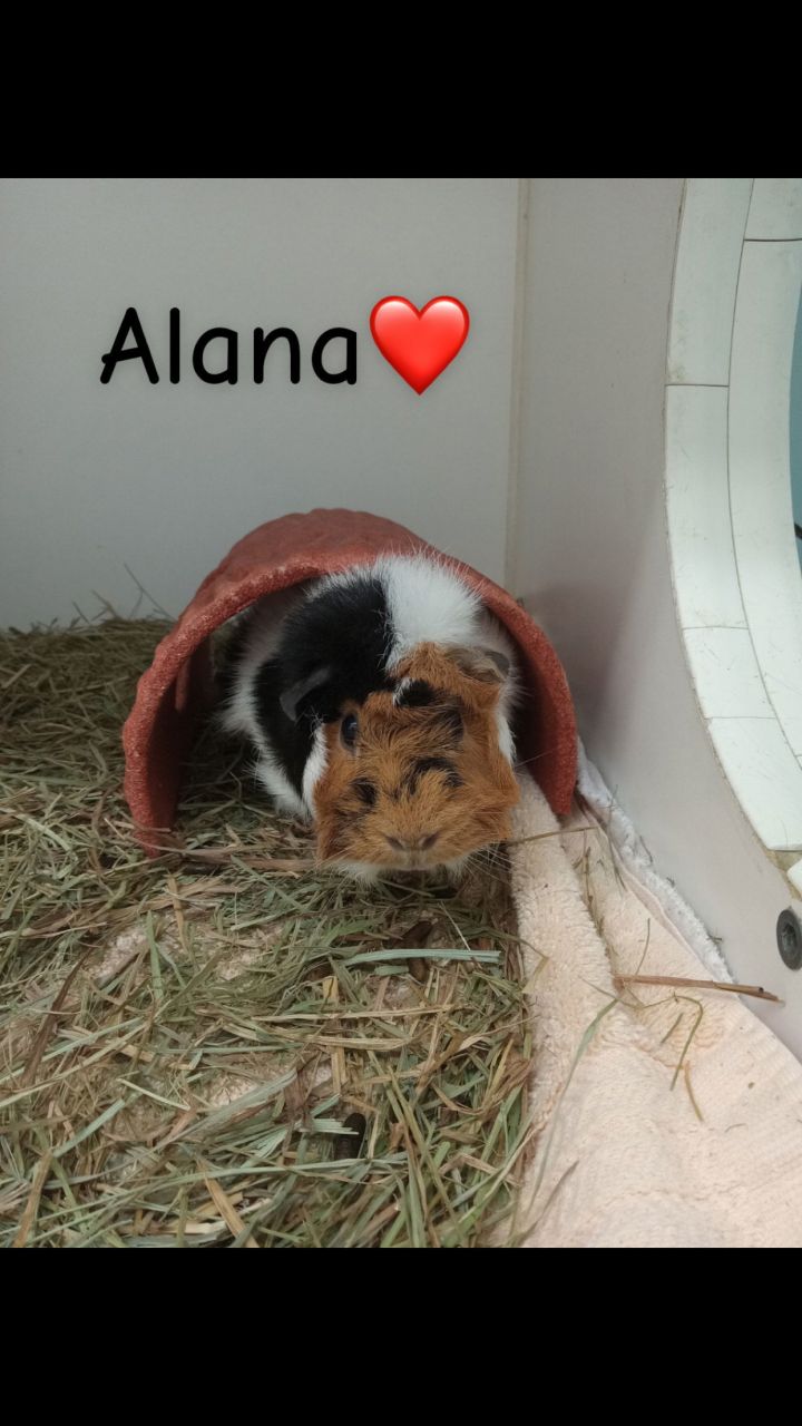 Alma and Alana 1 1/2 years old females 1