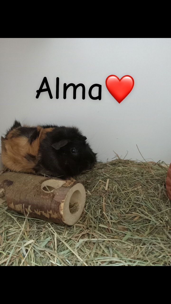 Alma and Alana 1 1/2 years old females 2