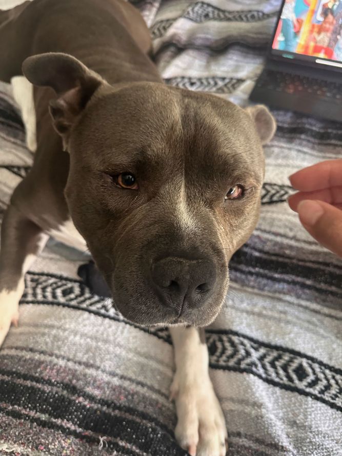 Bud
