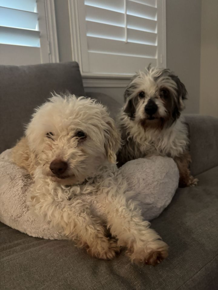 Sasha & Pica 3