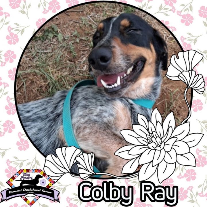 Colby Ray 1